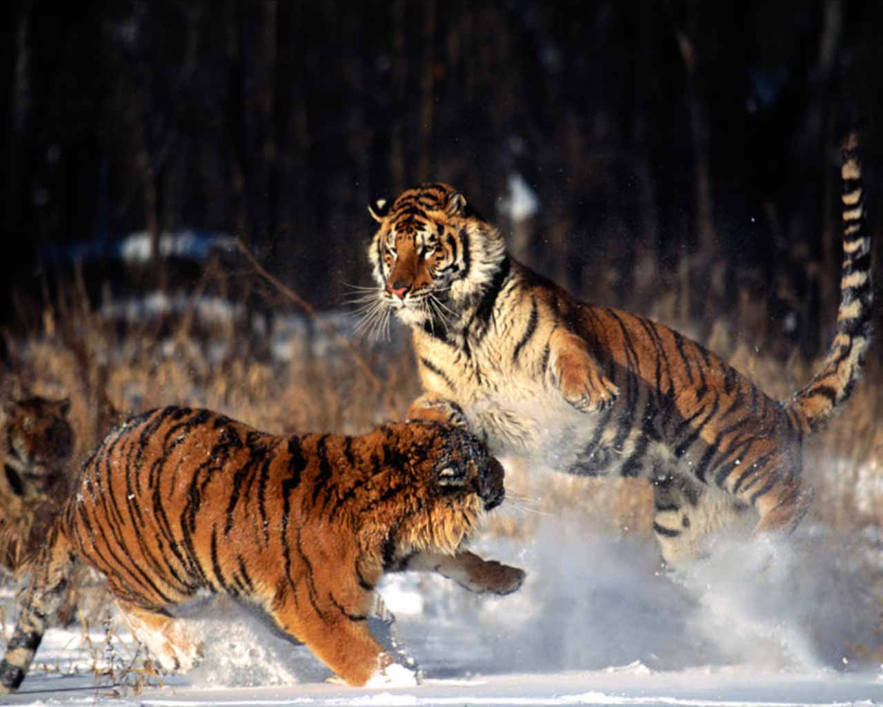 最高の動物の壁紙,虎,野生動物,ベンガルトラ,シベリアンタイガー,ネコ科