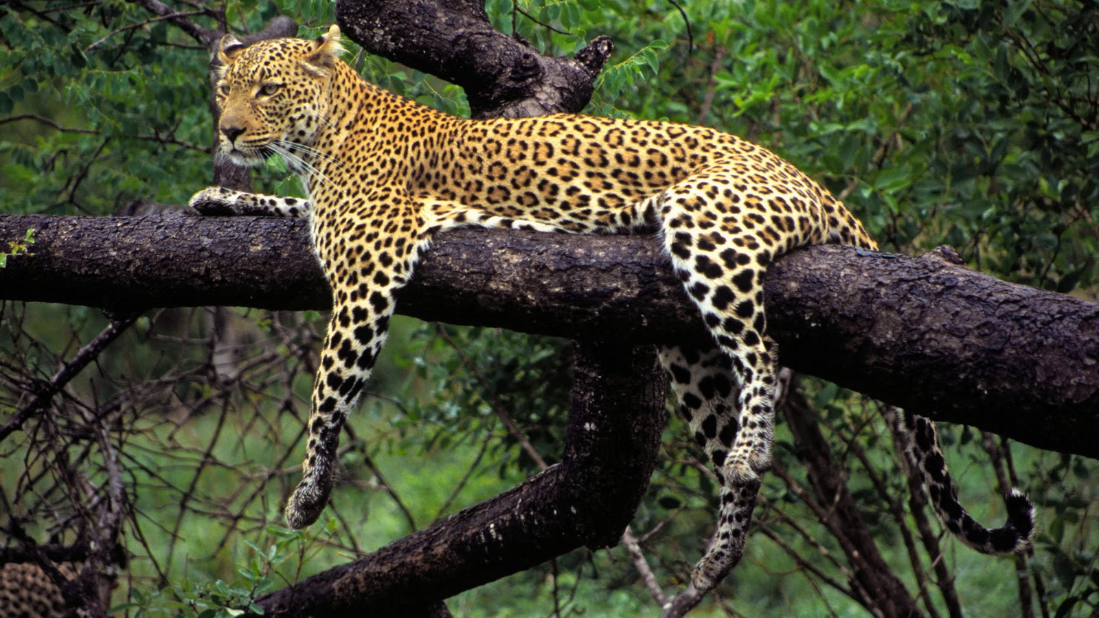 meilleur papier peint animal,animal terrestre,faune,léopard,jaguar,félidés