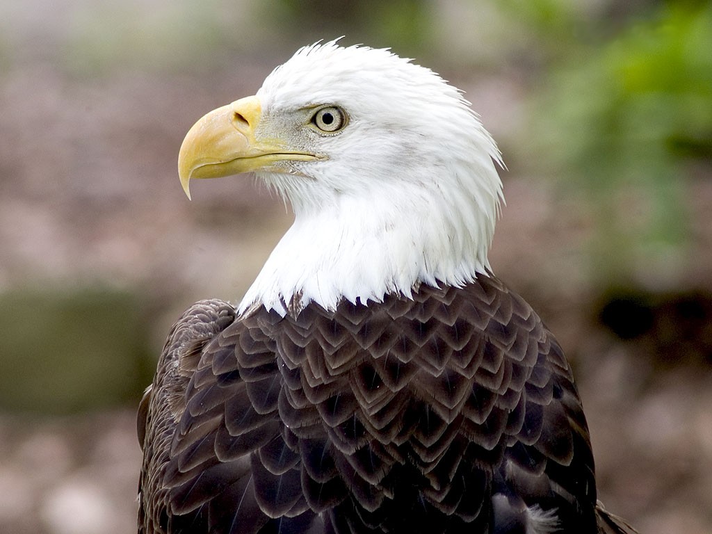 best animal wallpaper,bird,bald eagle,bird of prey,vertebrate,beak