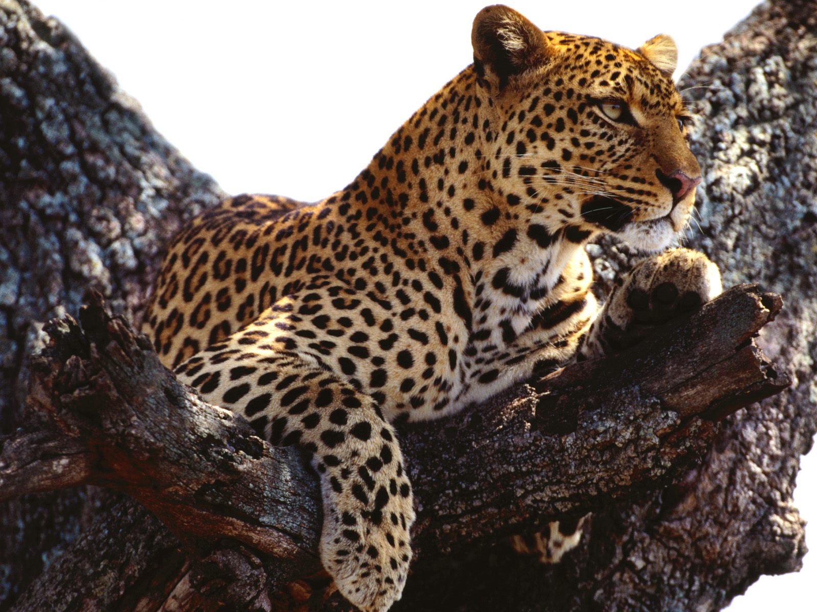 beste tiertapete,landtier,leopard,tierwelt,felidae,jaguar