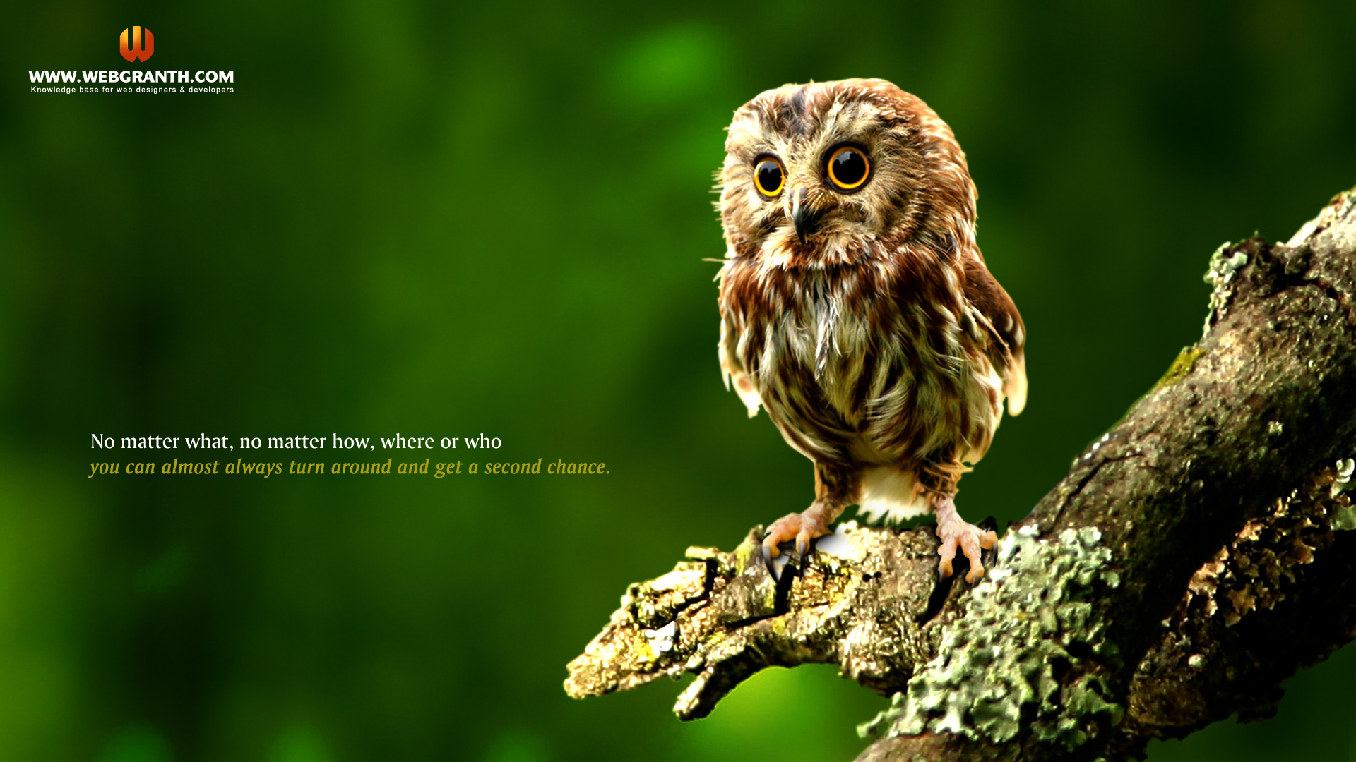 best animal wallpaper,owl,nature,bird,bird of prey,barn owl