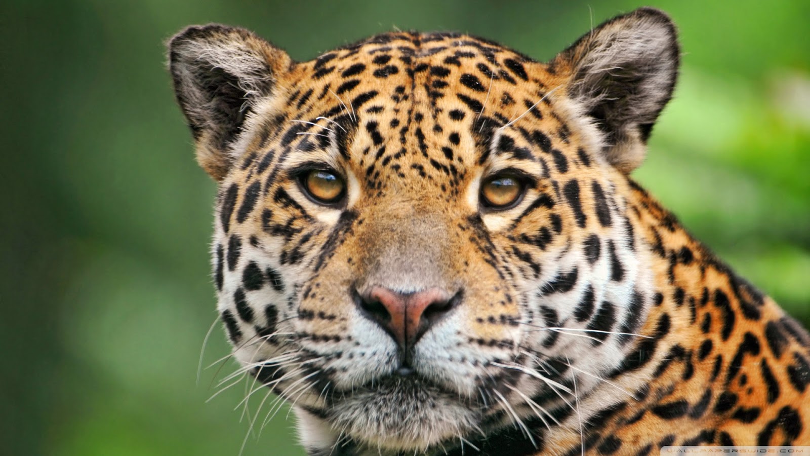 beste tiertapete,landtier,tierwelt,jaguar,leopard,schnurrhaare