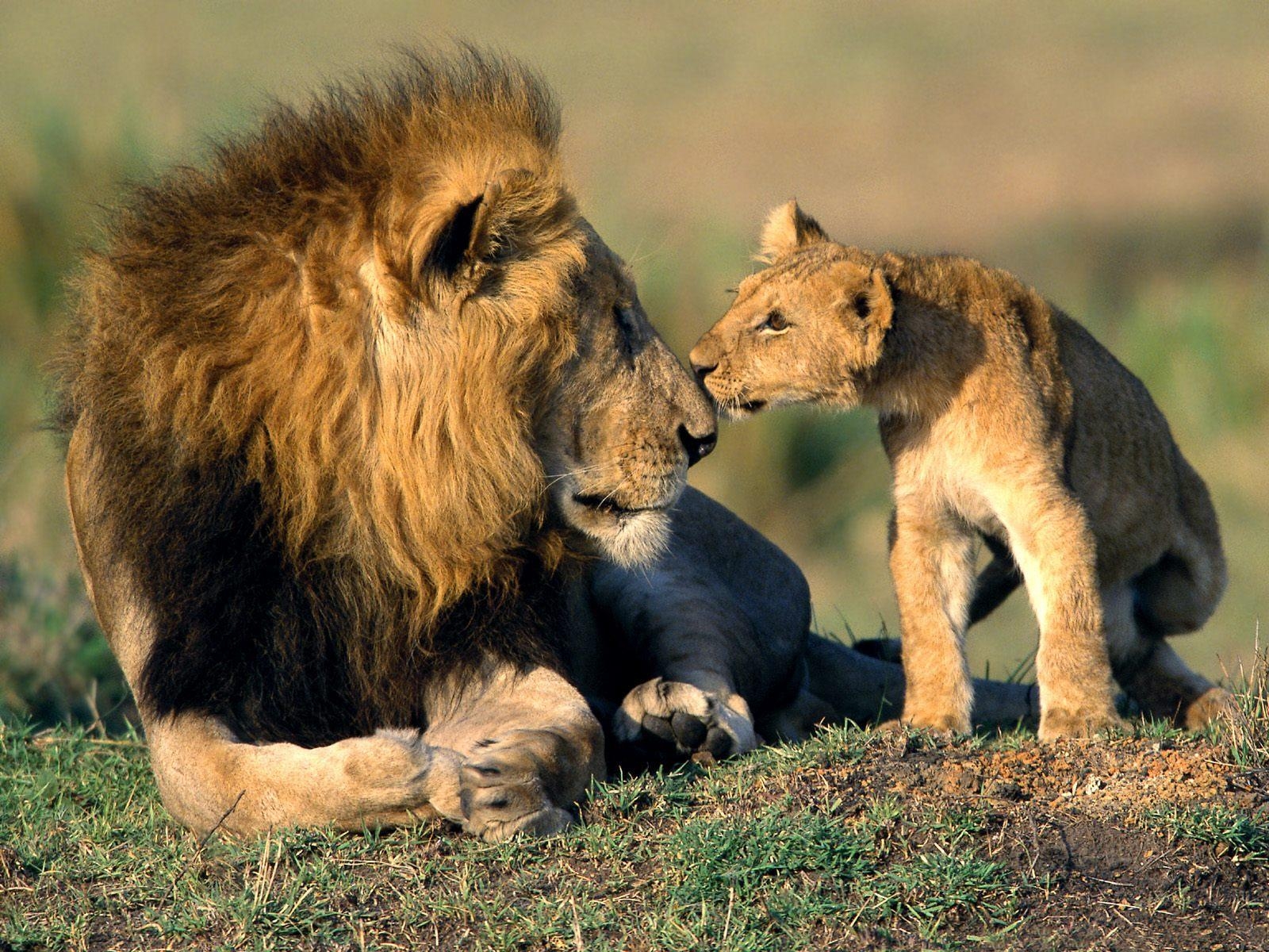 beste tiertapete,landtier,tierwelt,löwe,felidae,massai löwe