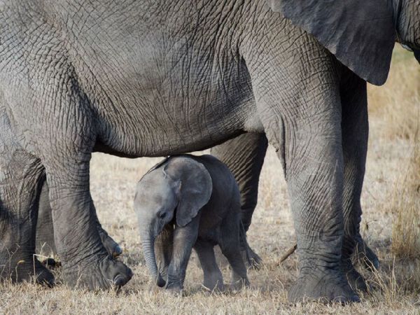 最高の動物の壁紙,象,陸生動物,象とマンモス,インド象,野生動物