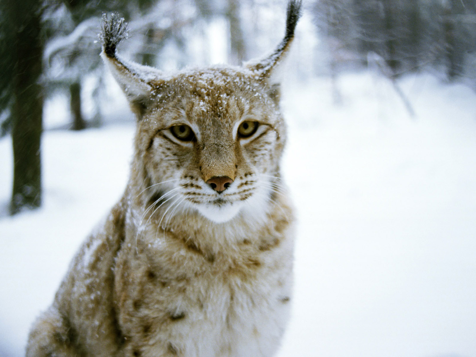 best animal wallpaper,mammal,vertebrate,lynx,felidae,whiskers