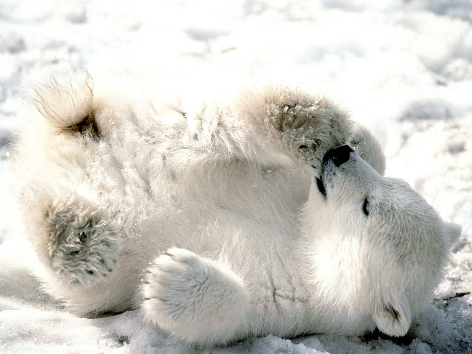 meilleur papier peint animal,ours polaire,ours,museau,arctique,fourrure