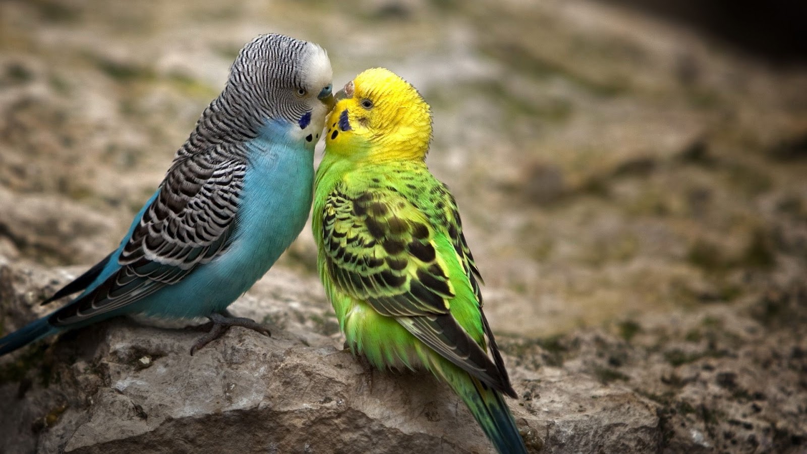 最高の動物の壁紙,鳥,インコ,バッジー,オウム,コンゴウインコ