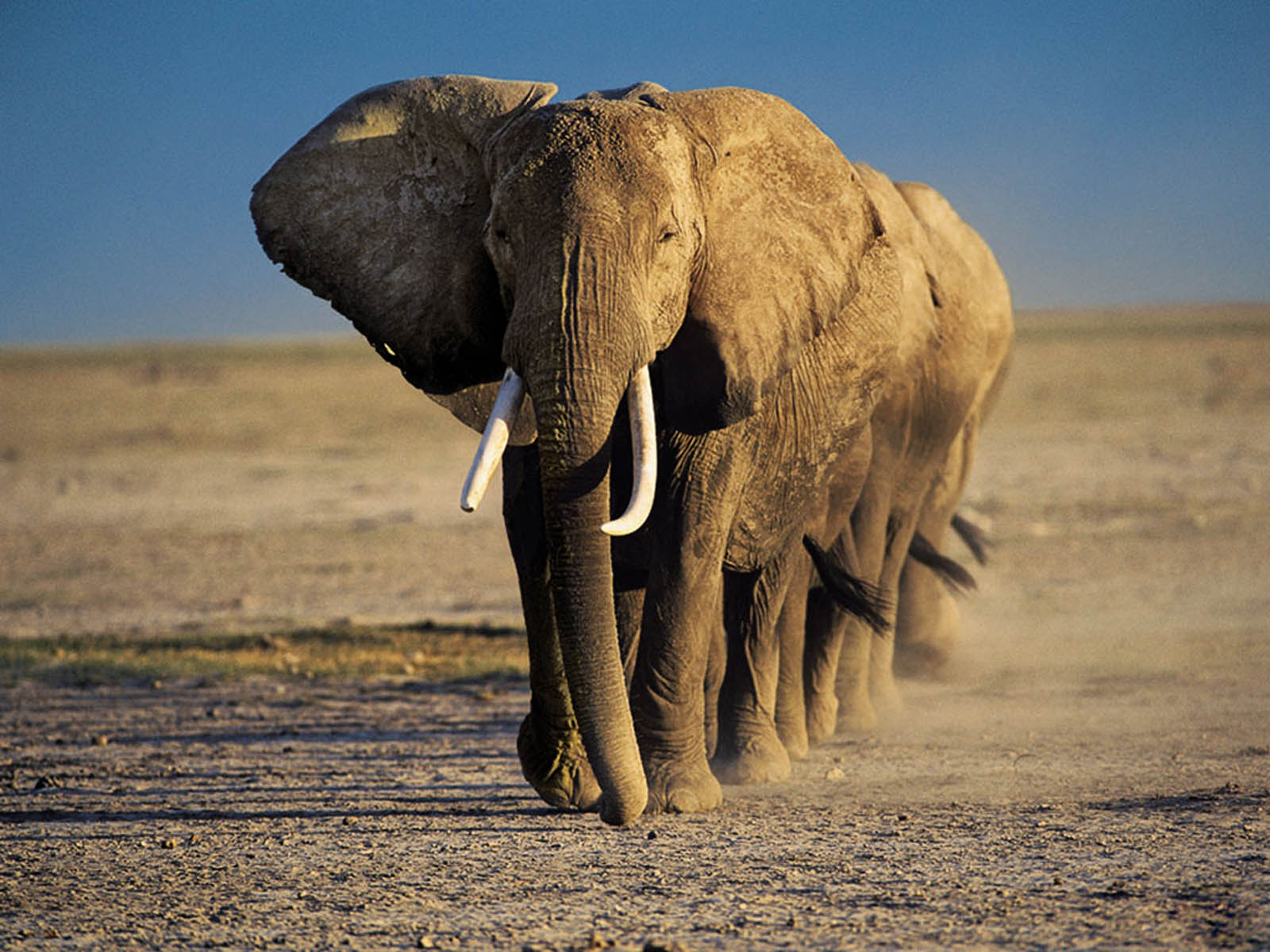 最高の動物の壁紙,象,象とマンモス,陸生動物,野生動物,アフリカゾウ
