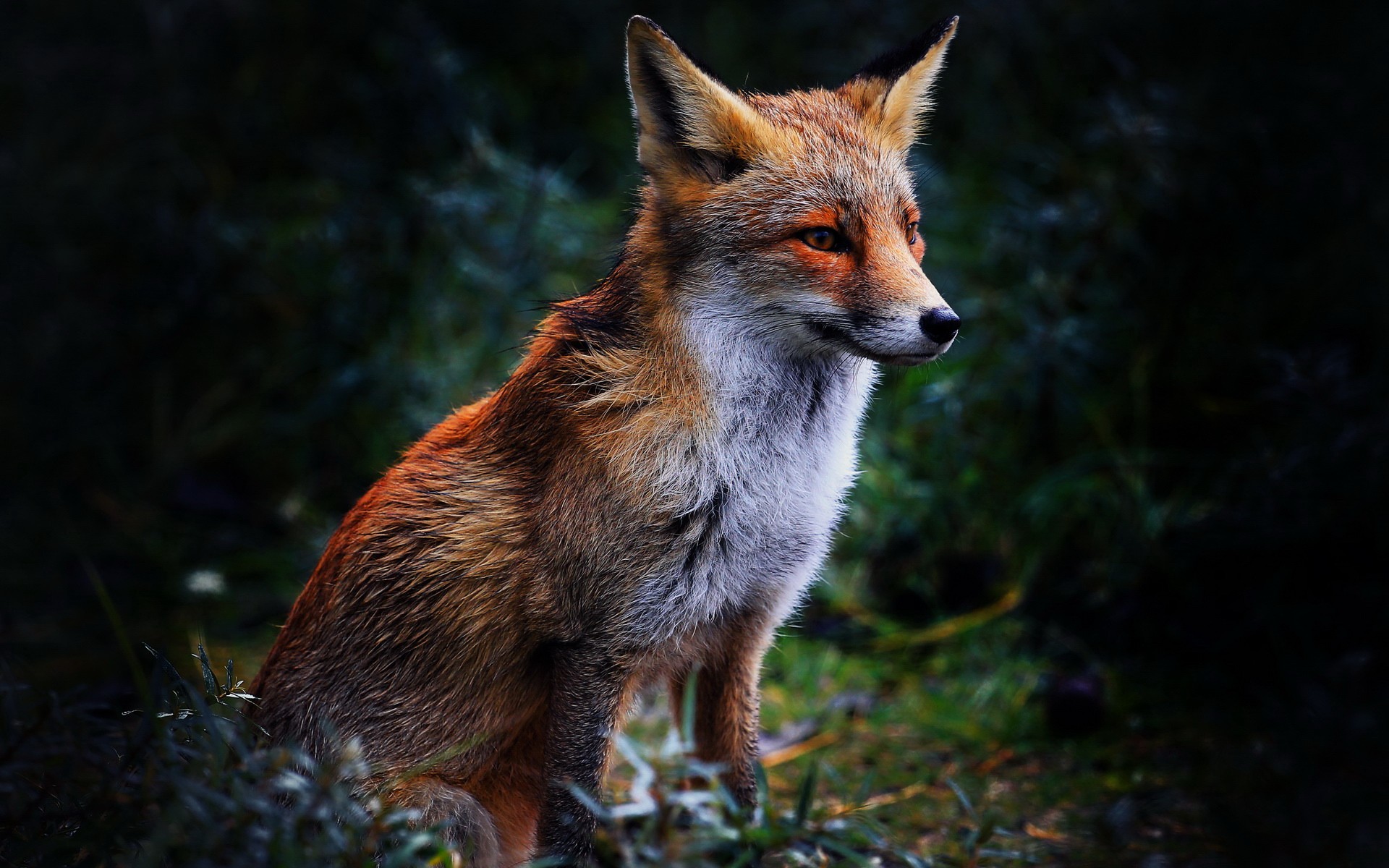 meilleur papier peint animal,faune,la nature,renard,renard gris,renard rouge