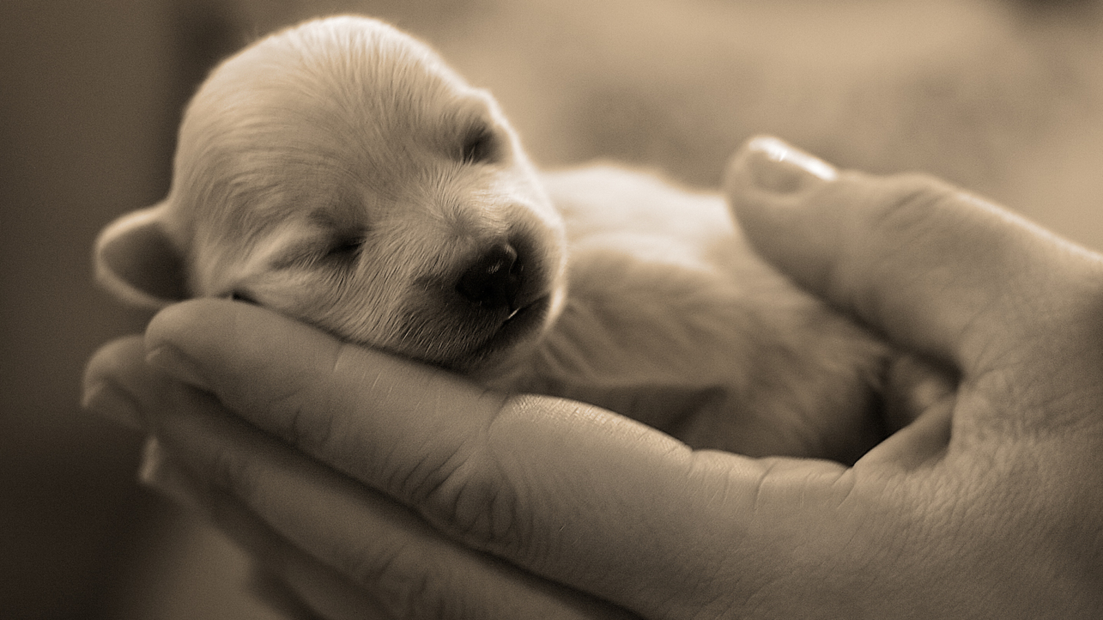 cute baby hands wallpapers,dog,canidae,puppy,dog breed,puppy love