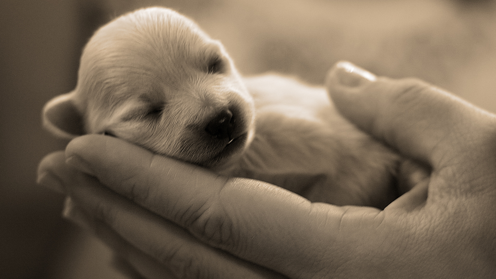 simpatici sfondi per bambini,cane,cucciolo,amore di cucciolo,mano,gruppo sportivo