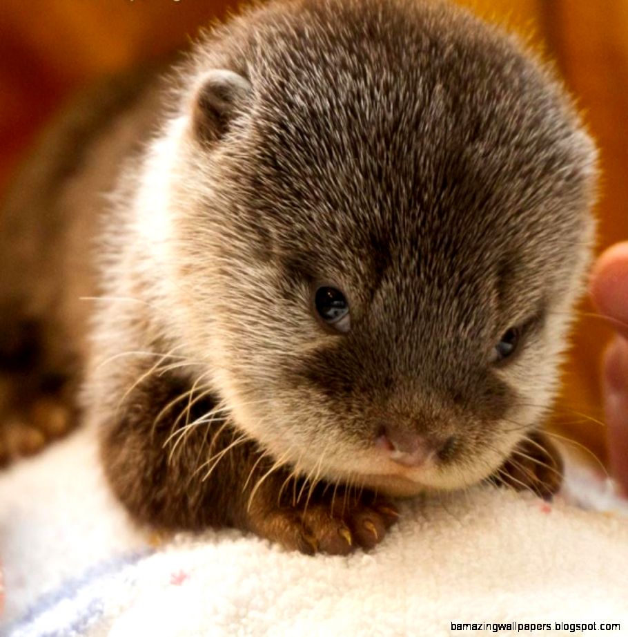 simpatici sfondi per bambini,grugno,animale terrestre,barba,lontra,criceto