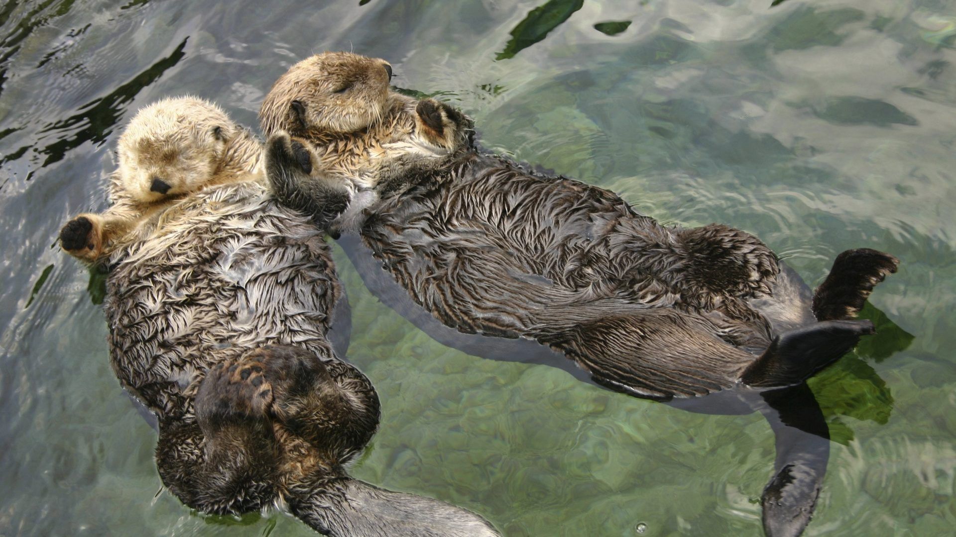 süße babyhände tapeten,meeressäugetier,otter,seeotter,landtier,seehund