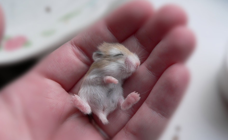 lindo bebé manos fondos de pantalla,jerbo,hámster,ratón,rata,roedor