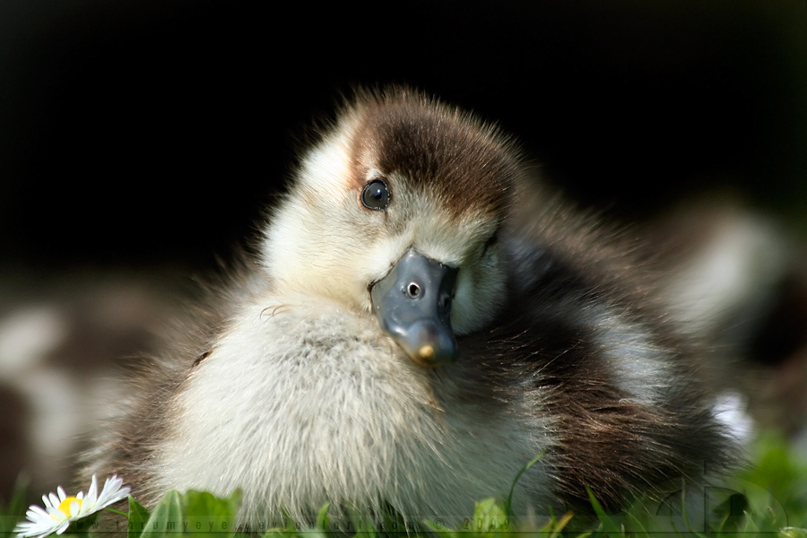 süße babyhände tapeten,vogel,ente,wasservogel,enten,tierwelt