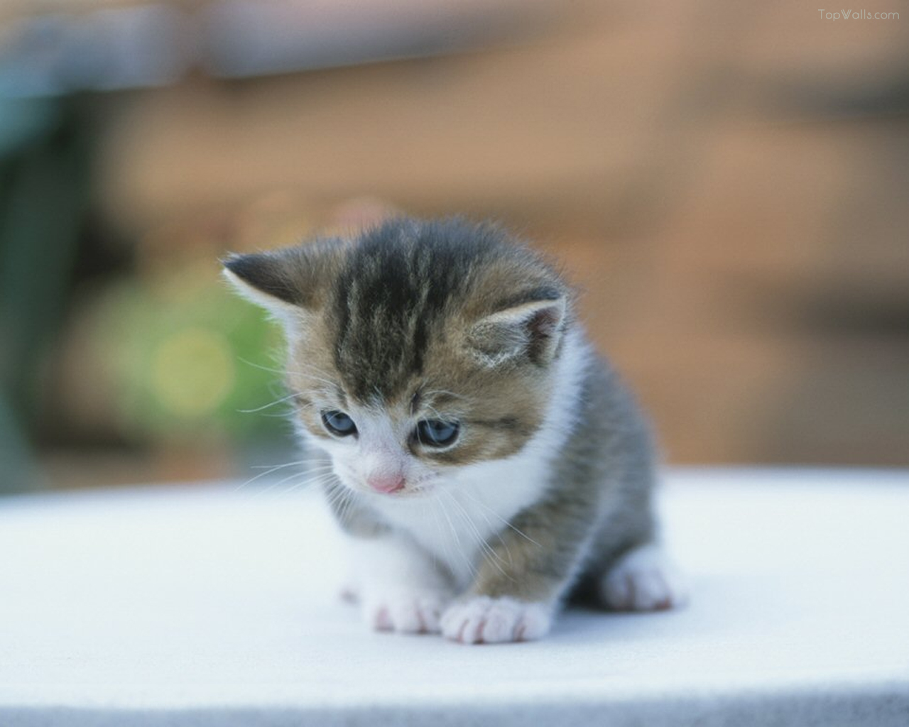 lindo bebé manos fondos de pantalla,gato,gatos pequeños a medianos,felidae,bigotes,gato doméstico de pelo corto