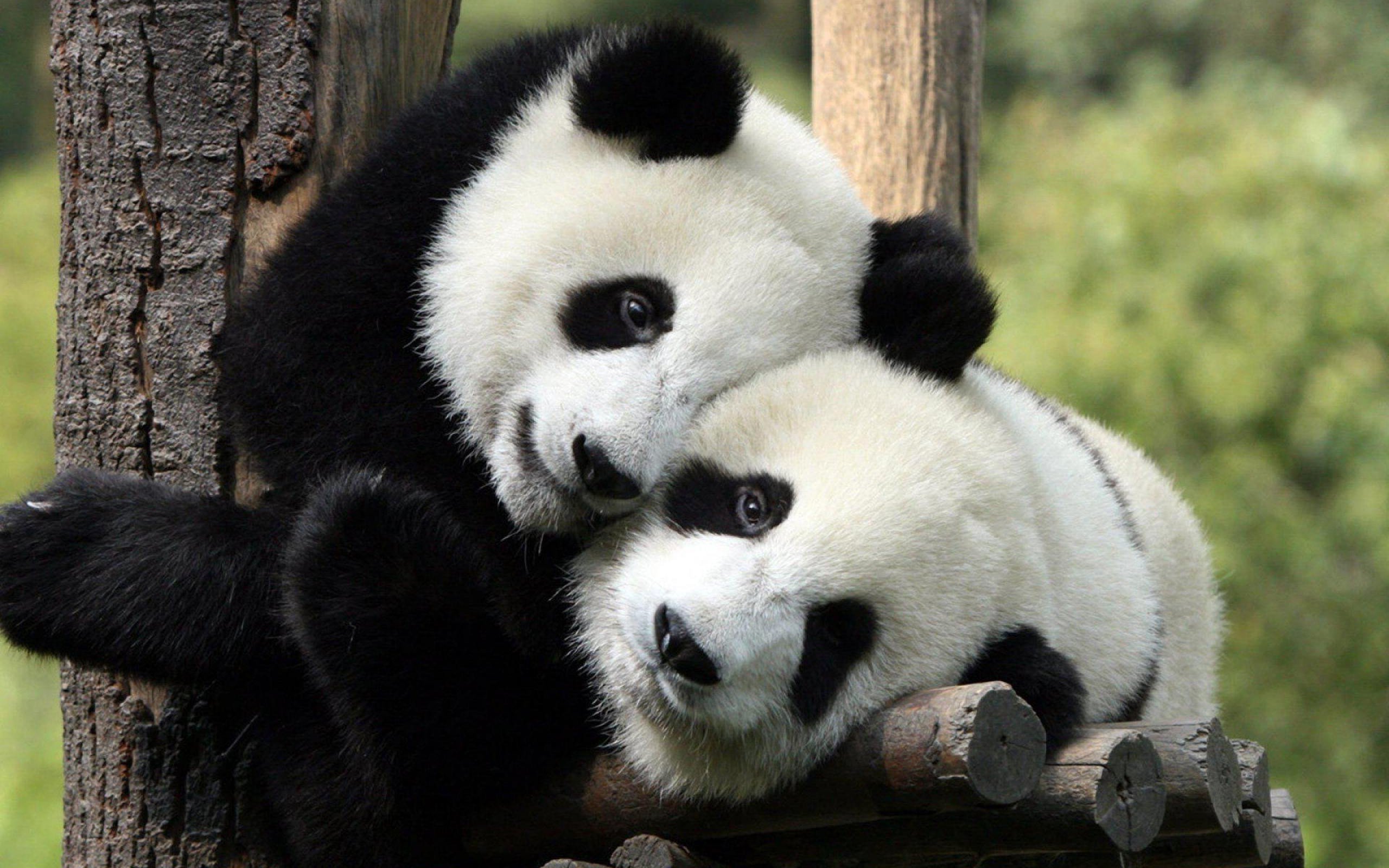 hug wallpaper herunterladen,panda,landtier,bär,schnauze