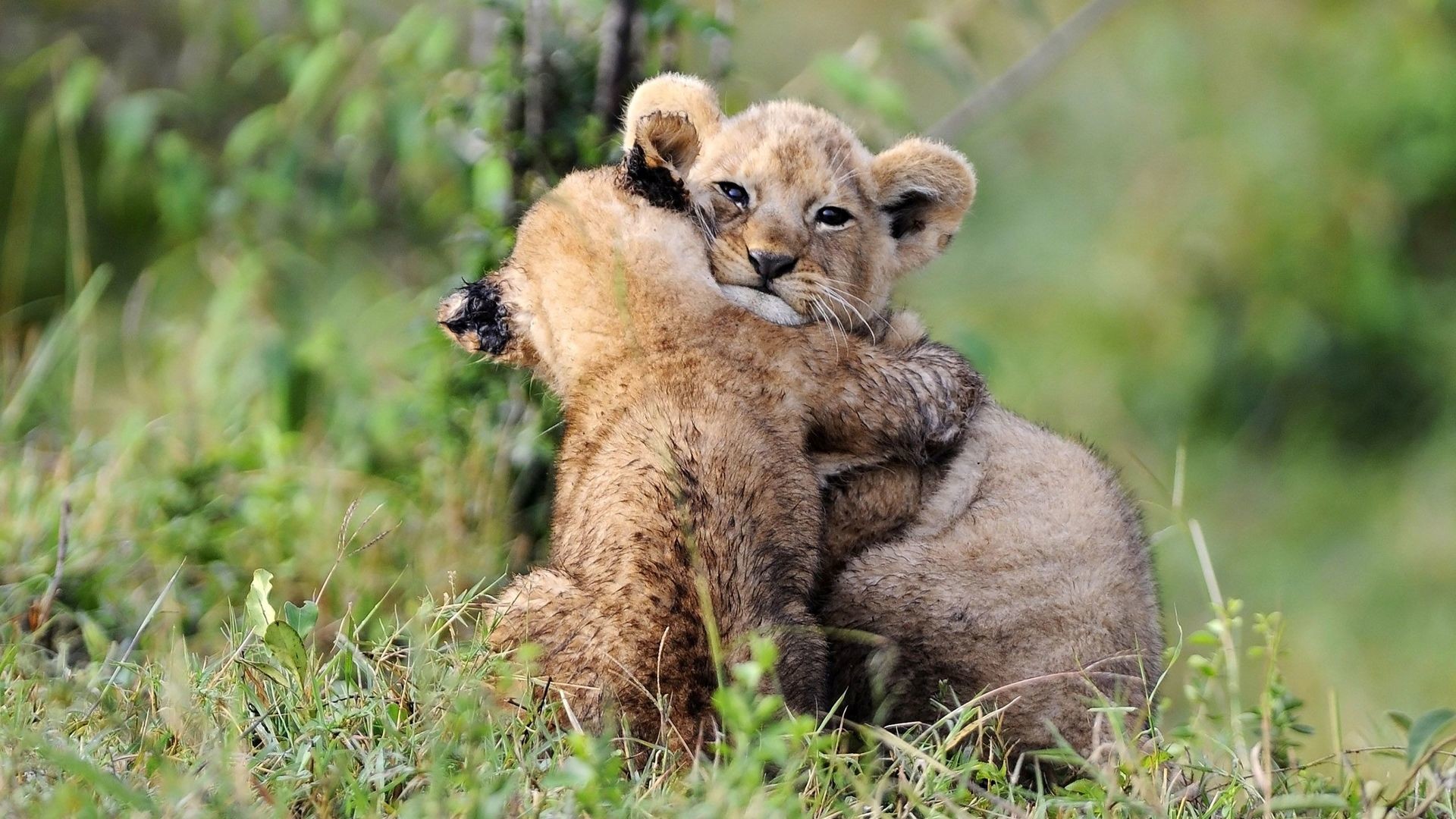 download di sfondi abbraccio,natura,animale terrestre,felidae,leone,safari