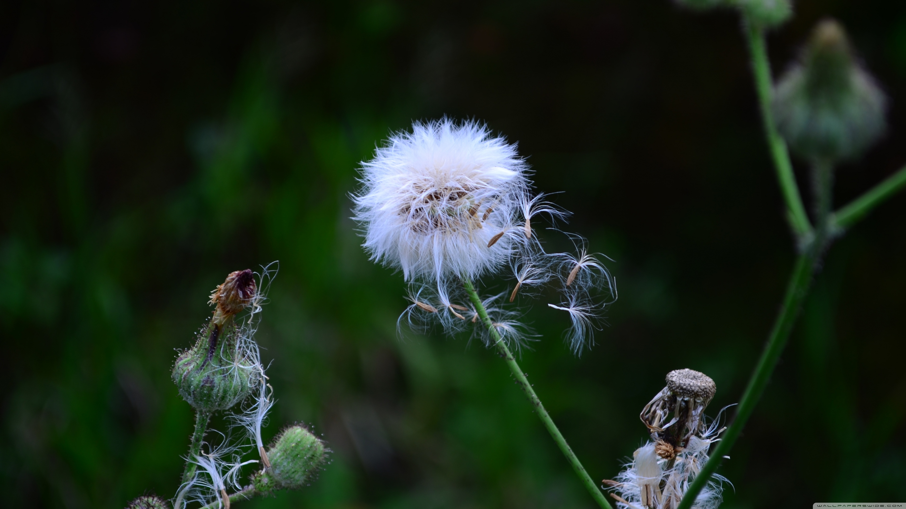 hug wallpaper download,flower,nature,dandelion,dandelion,plant