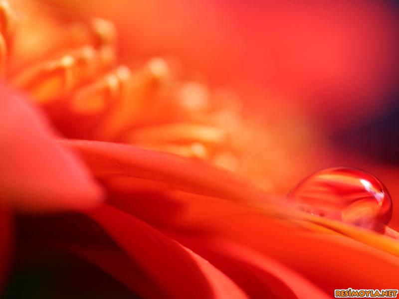 çiçek wallpaper,red,macro photography,petal,close up,orange