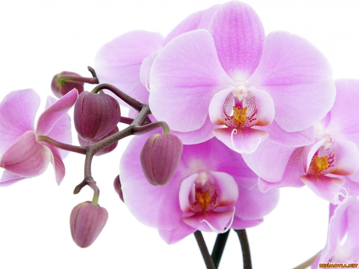 çiçek wallpaper,flower,flowering plant,moth orchid,petal,plant