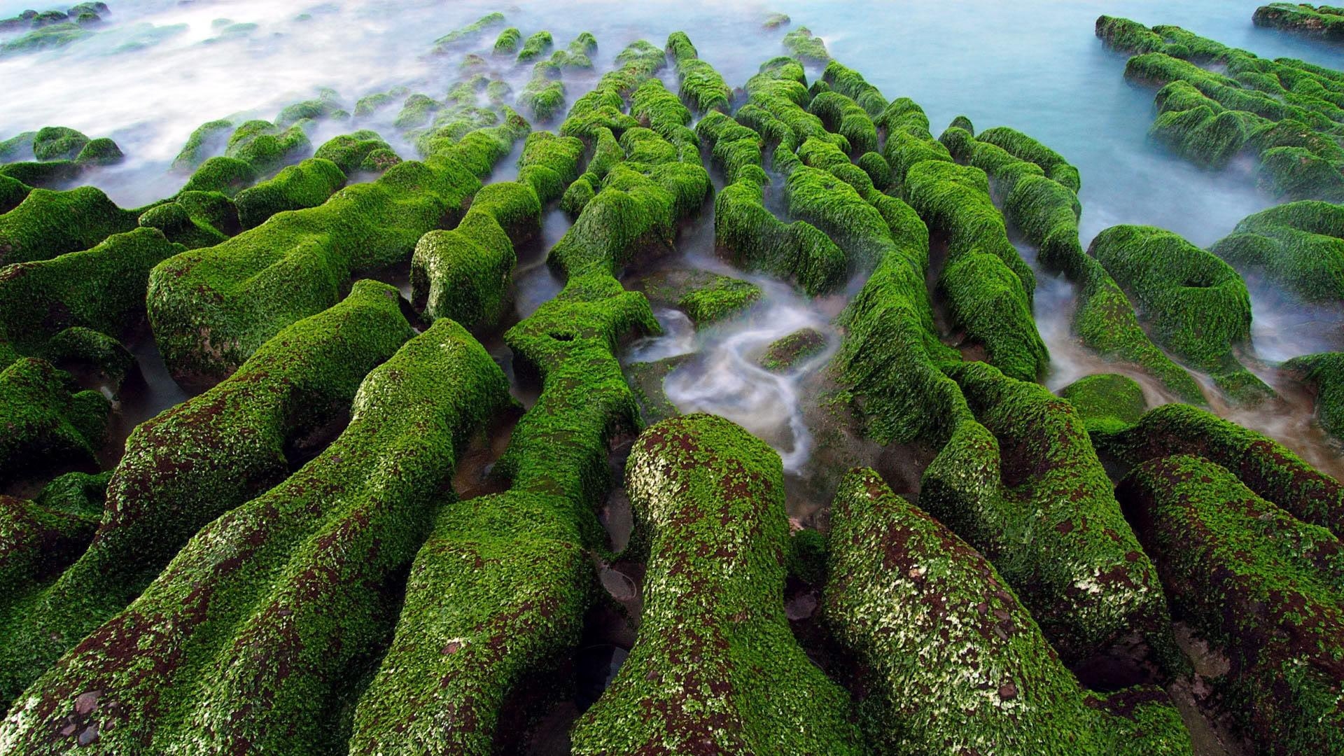 30 austos zafer bayram tapete,natur,grün,grüne algen,algen,felsen