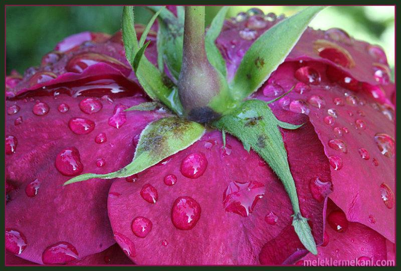 30 fondos de pantalla de austos zafer bayram,pétalo,rosado,flor,rojo,agua