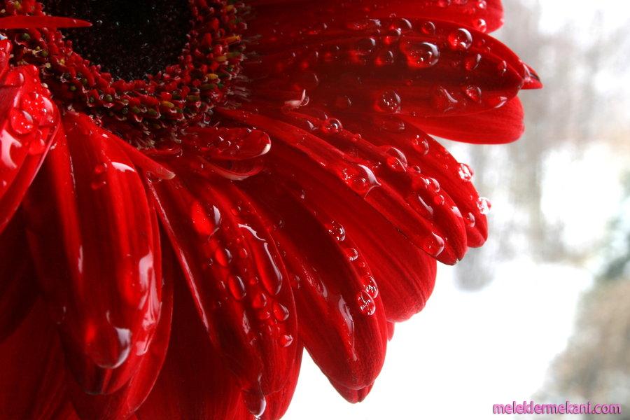 30 ağustos zafer bayramı wallpaper,red,water,gerbera,flower,dew