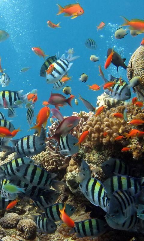 gwalior fort galleria di sfondi,barriera corallina,pesci di barriera corallina,subacqueo,biologia marina,scogliera