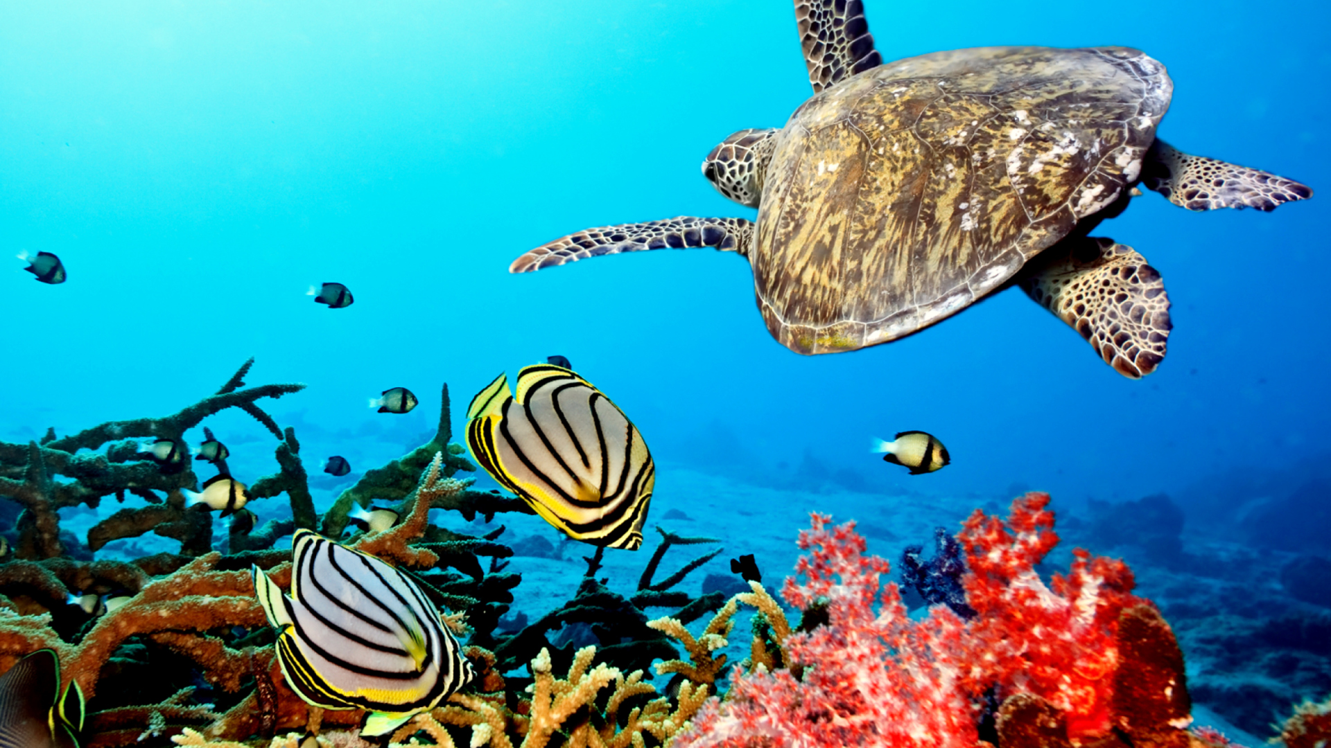 gwalior fort wallpaper gallery,sea turtle,hawksbill sea turtle,underwater,marine biology,green sea turtle