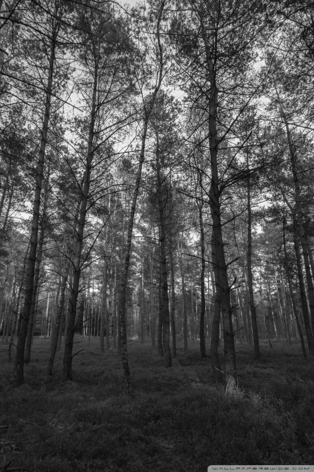 galería de fondos de pantalla de gwalior fort,árbol,naturaleza,bosque,bosque,fotografía