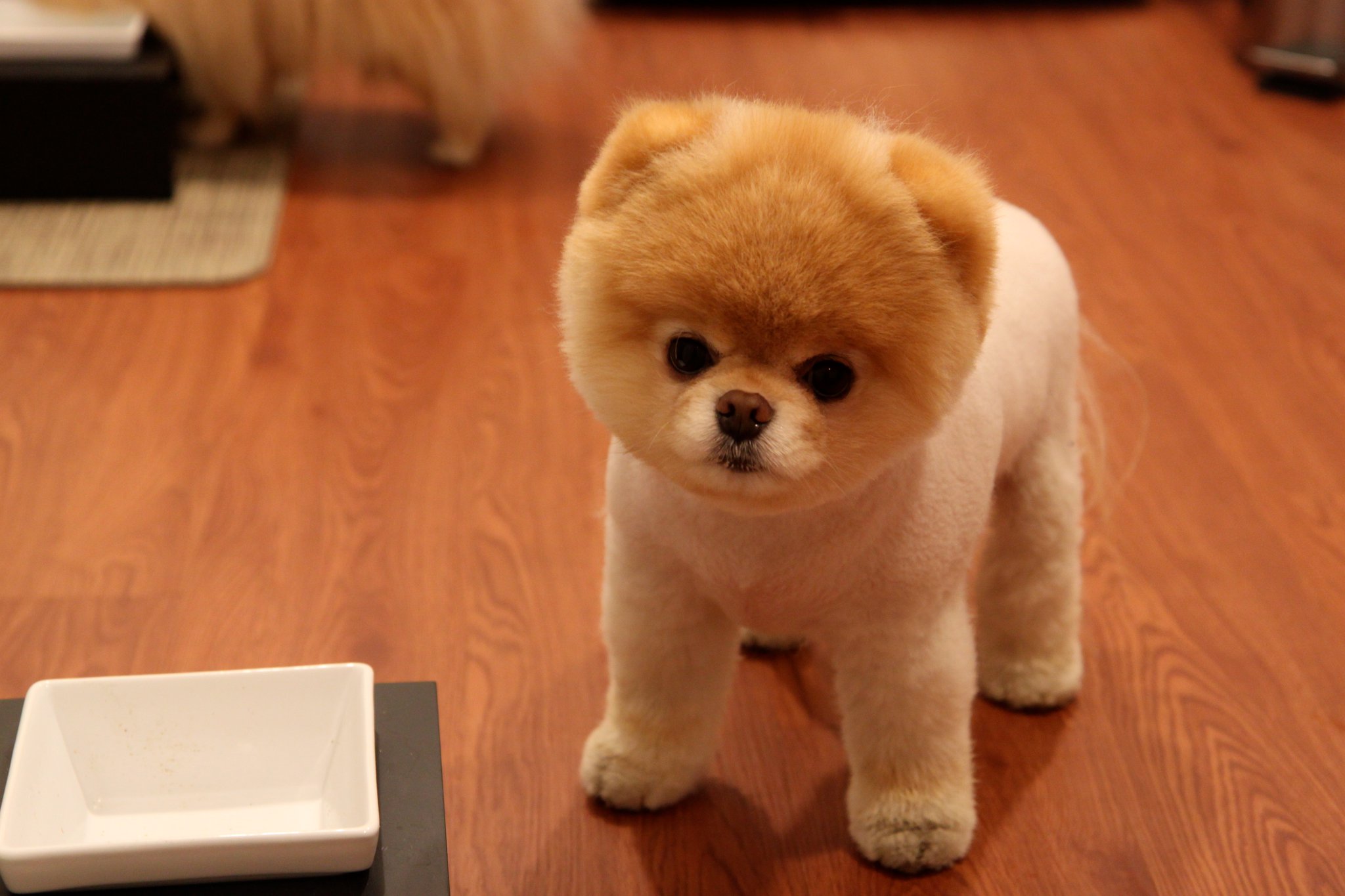 boo dog wallpaper,dog,mammal,canidae,dog breed,pomeranian