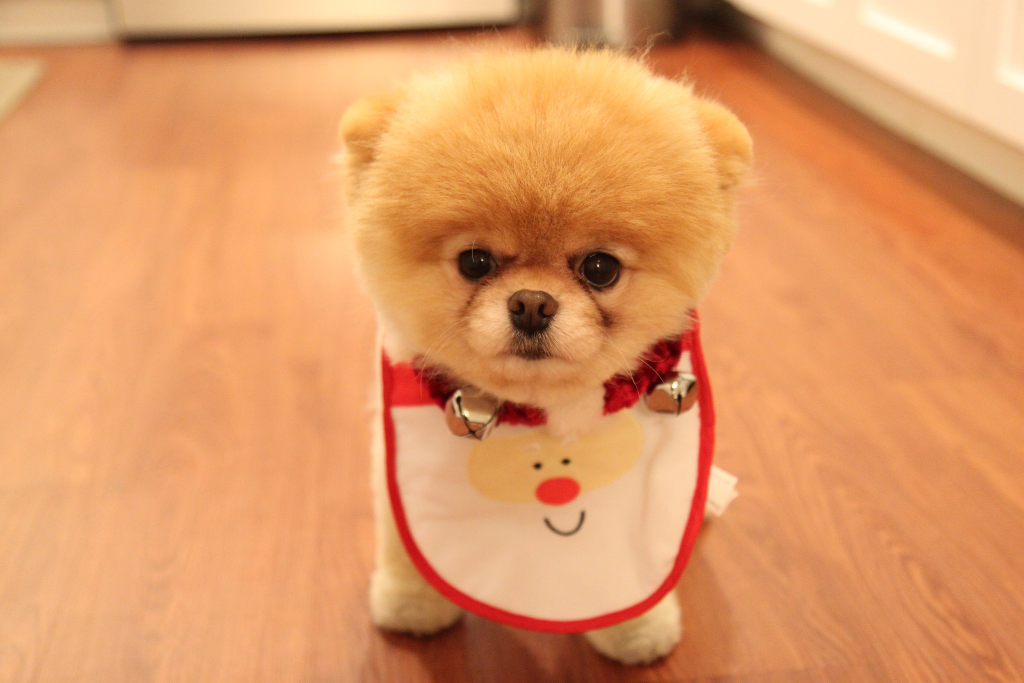 boo dog wallpaper,dog,canidae,mammal,dog breed,pomeranian