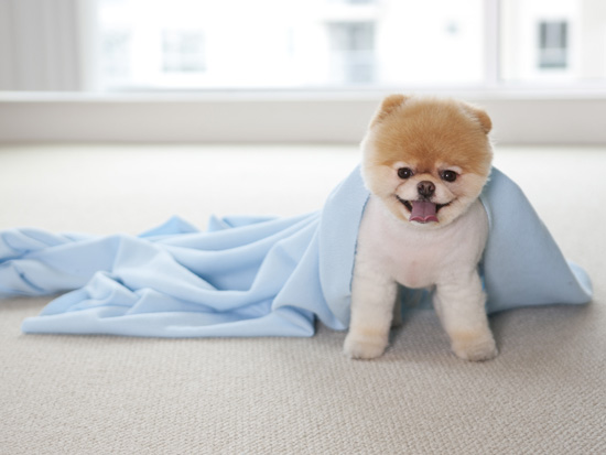 boo dog wallpaper,dog,canidae,pomeranian,dog breed,companion dog