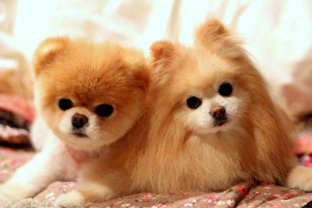 boo dog wallpaper,dog,mammal,vertebrate,canidae,dog breed