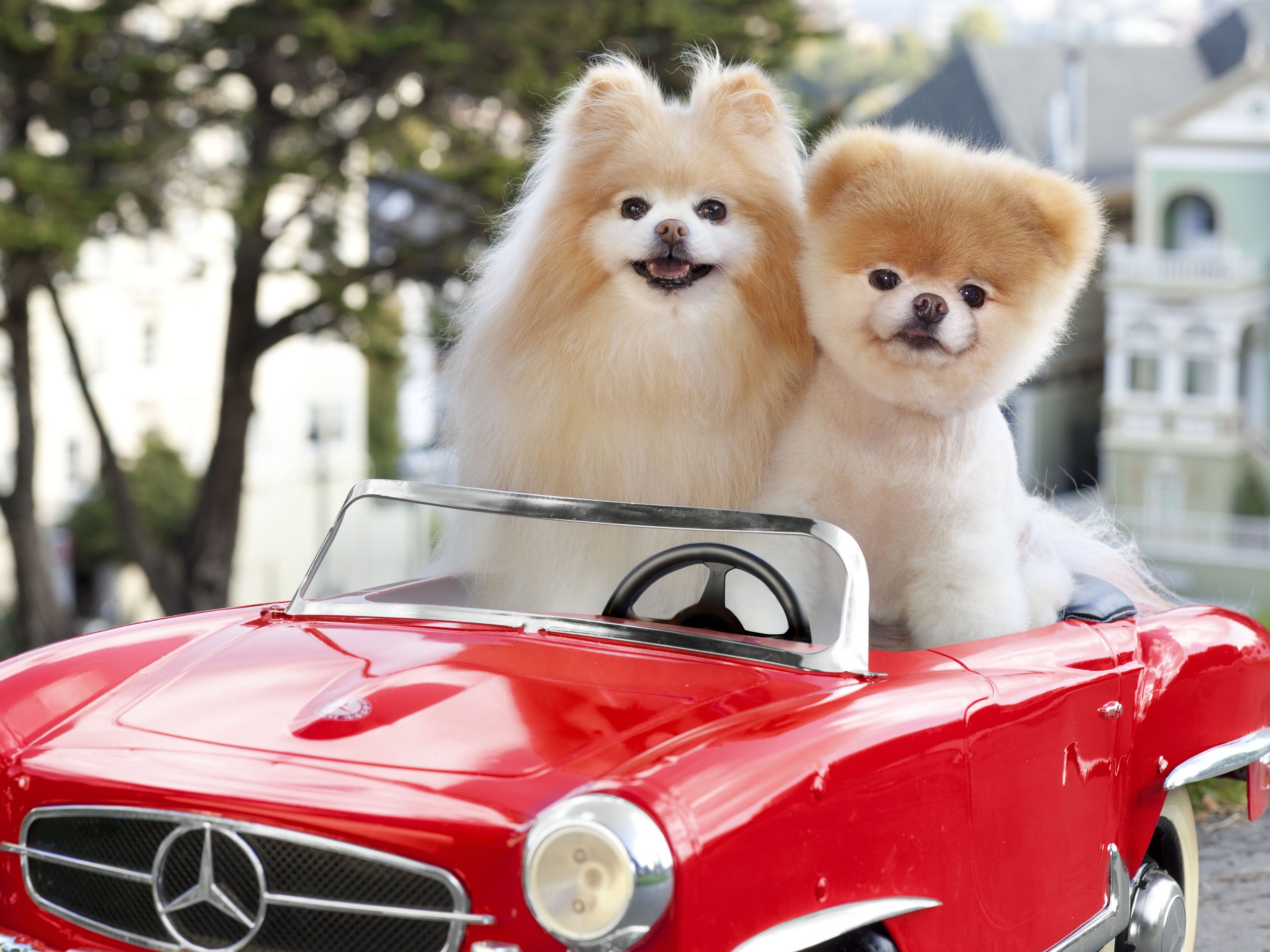 ブー犬の壁紙,犬,ポメラニアン,自動車,車両,車