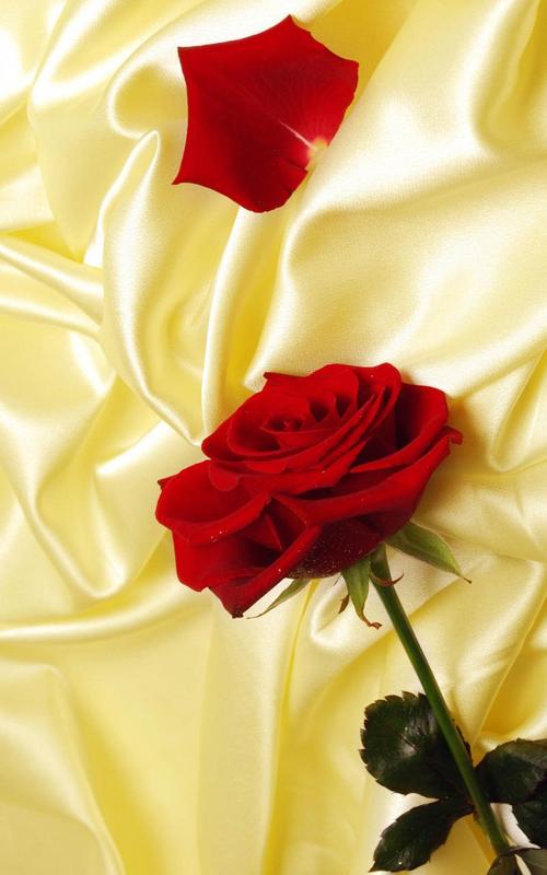 red rose live wallpaper free download,red,yellow,petal,rose,flower