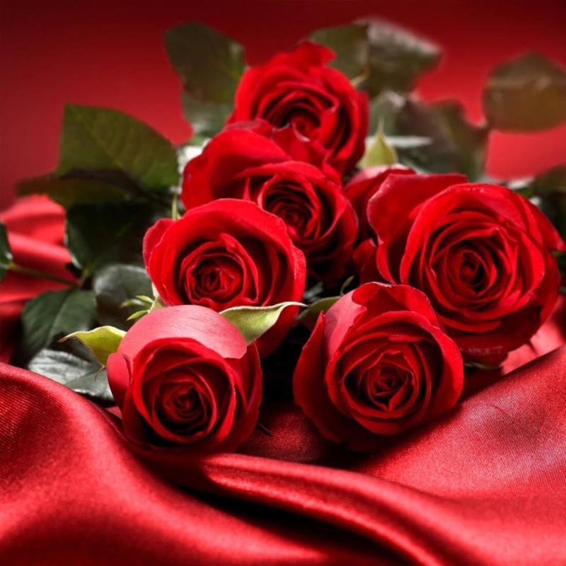 빨간 장미 라이브 배경 화면 무료 다운로드,꽃,장미,정원 장미,빨간,플로리 분다