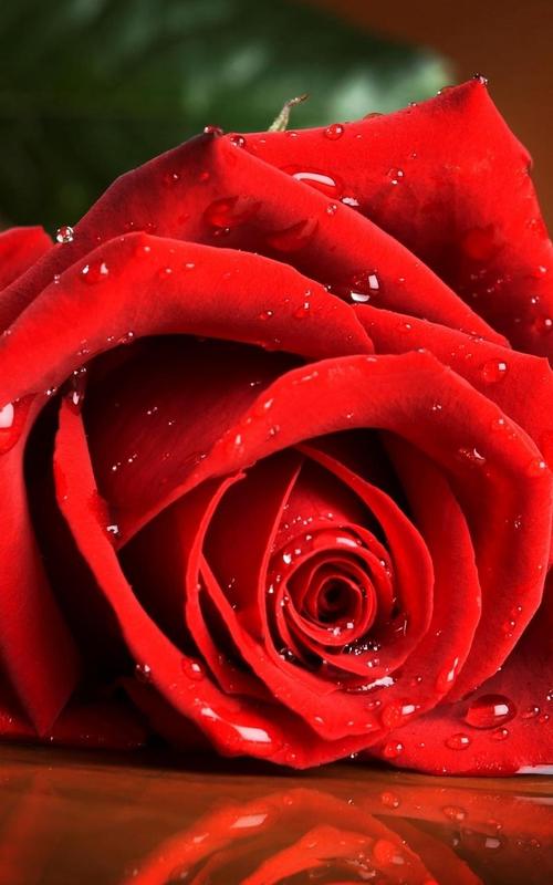 red rose live wallpaper download gratuito,rosso,rose da giardino,rosa,acqua,natura