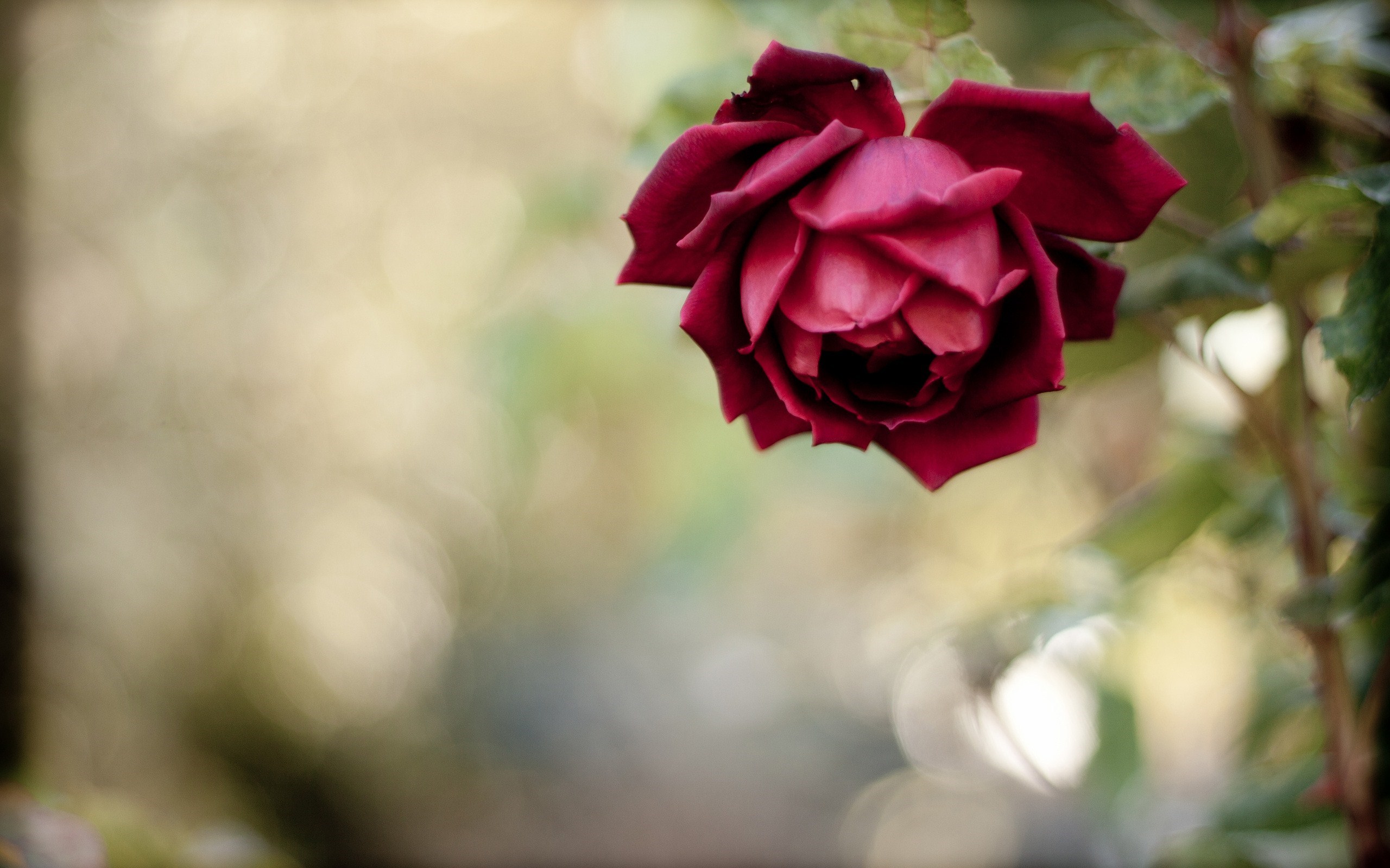 赤いバラのライブ壁紙無料ダウンロード,花,庭のバラ,赤,花弁,ピンク
