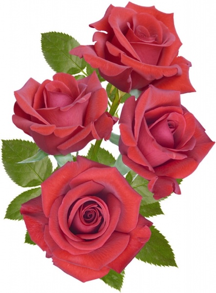 赤いバラのライブ壁紙無料ダウンロード,花,ローズ,庭のバラ,開花植物,ピンク