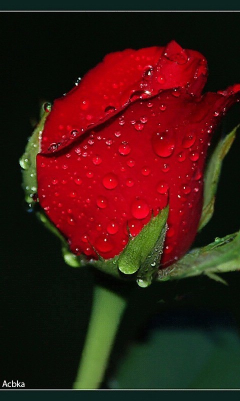 rote rose live wallpaper kostenloser download,tau,wasser,rot,feuchtigkeit,blütenblatt