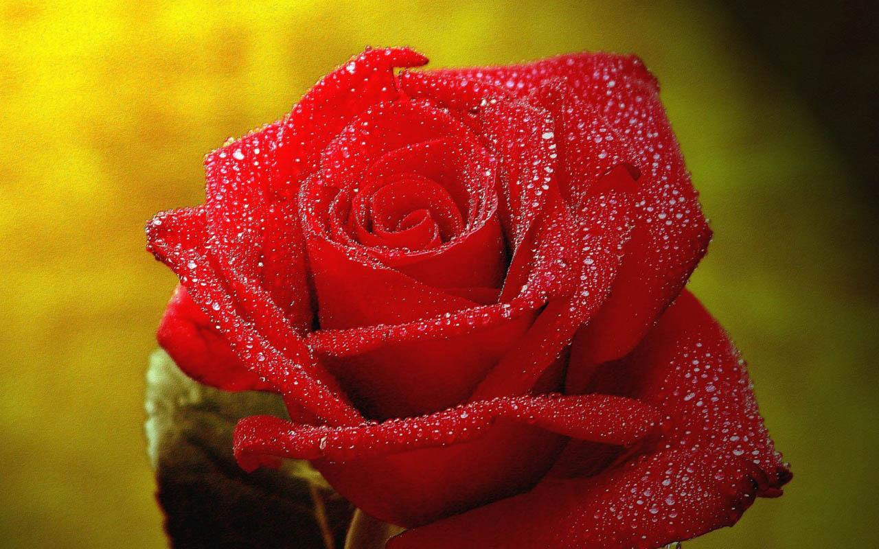 赤いバラのライブ壁紙無料ダウンロード,花,庭のバラ,開花植物,赤,ローズ