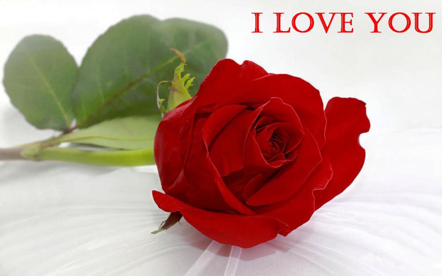 rote rose live wallpaper kostenloser download,blume,rot,gartenrosen,blütenblatt,rose