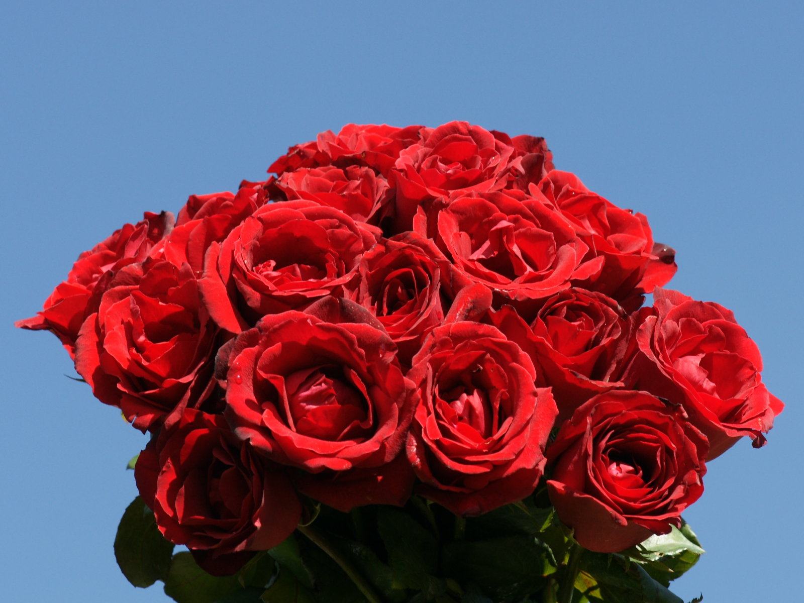 red rose live wallpaper download gratuito,fiore,rosa,rose da giardino,pianta fiorita,rosso