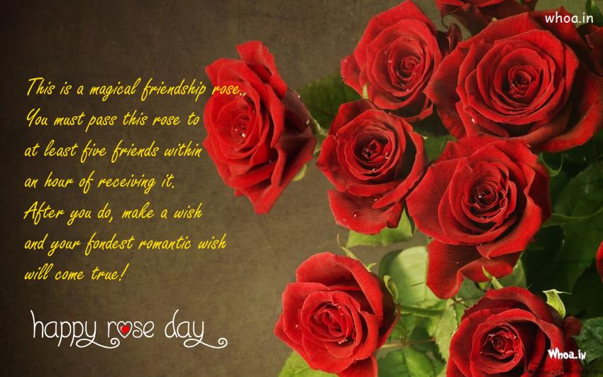 red rose live wallpaper download gratuito,rose da giardino,rosa,fiore,rosso,floribunda