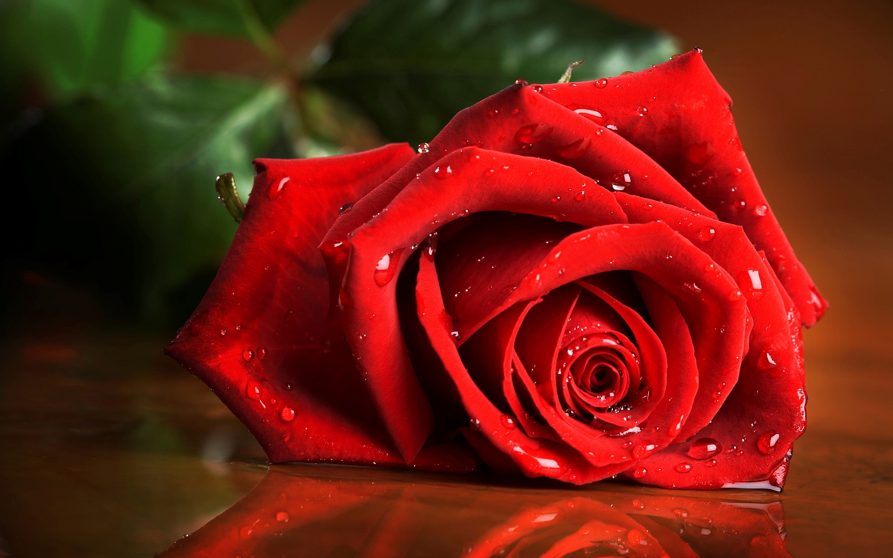 赤いバラのライブ壁紙無料ダウンロード,ローズ,庭のバラ,赤,花,自然
