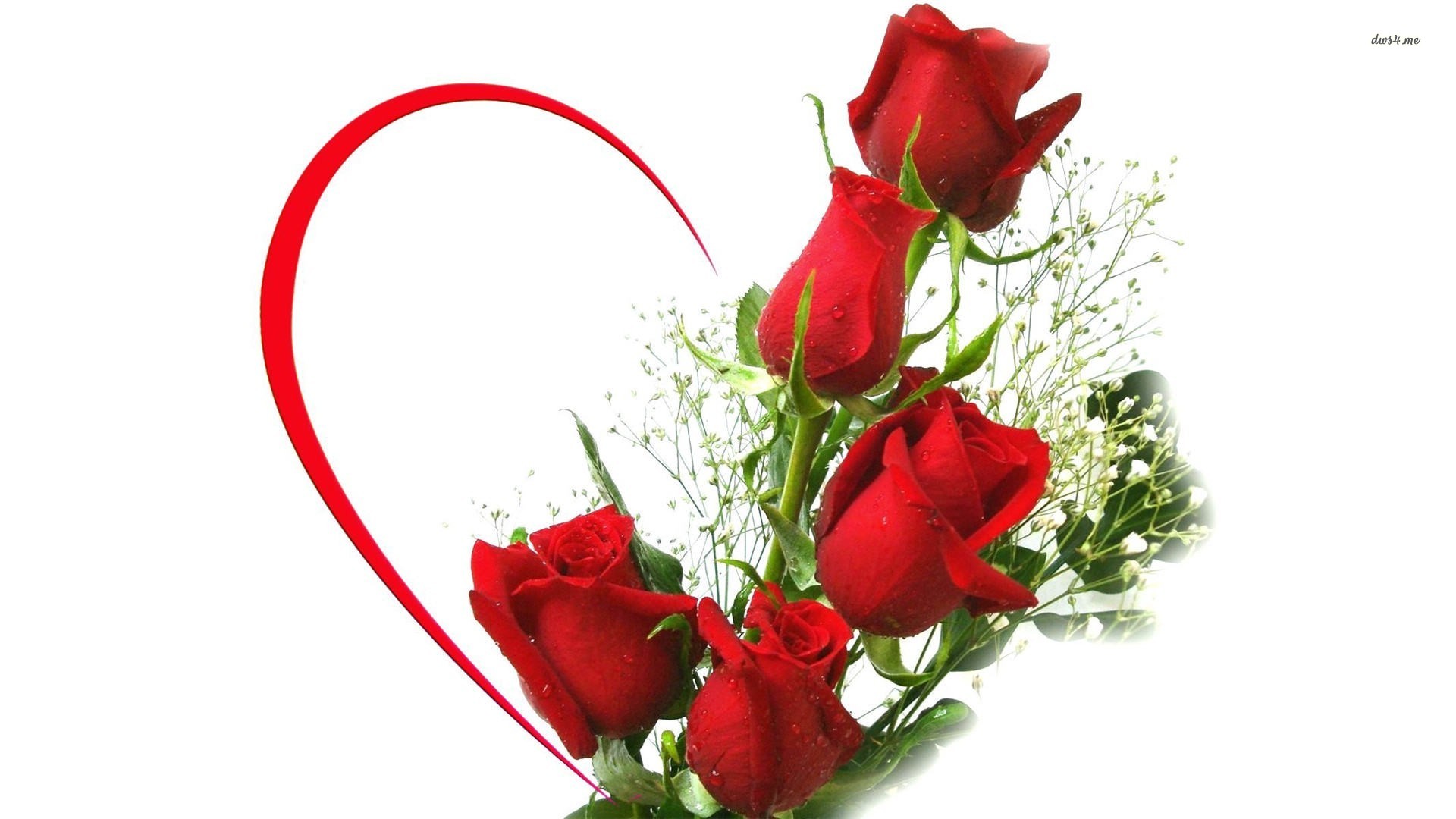 빨간 장미 라이브 배경 화면 무료 다운로드,꽃,빨간,꽃을 자르다,장미,정원 장미