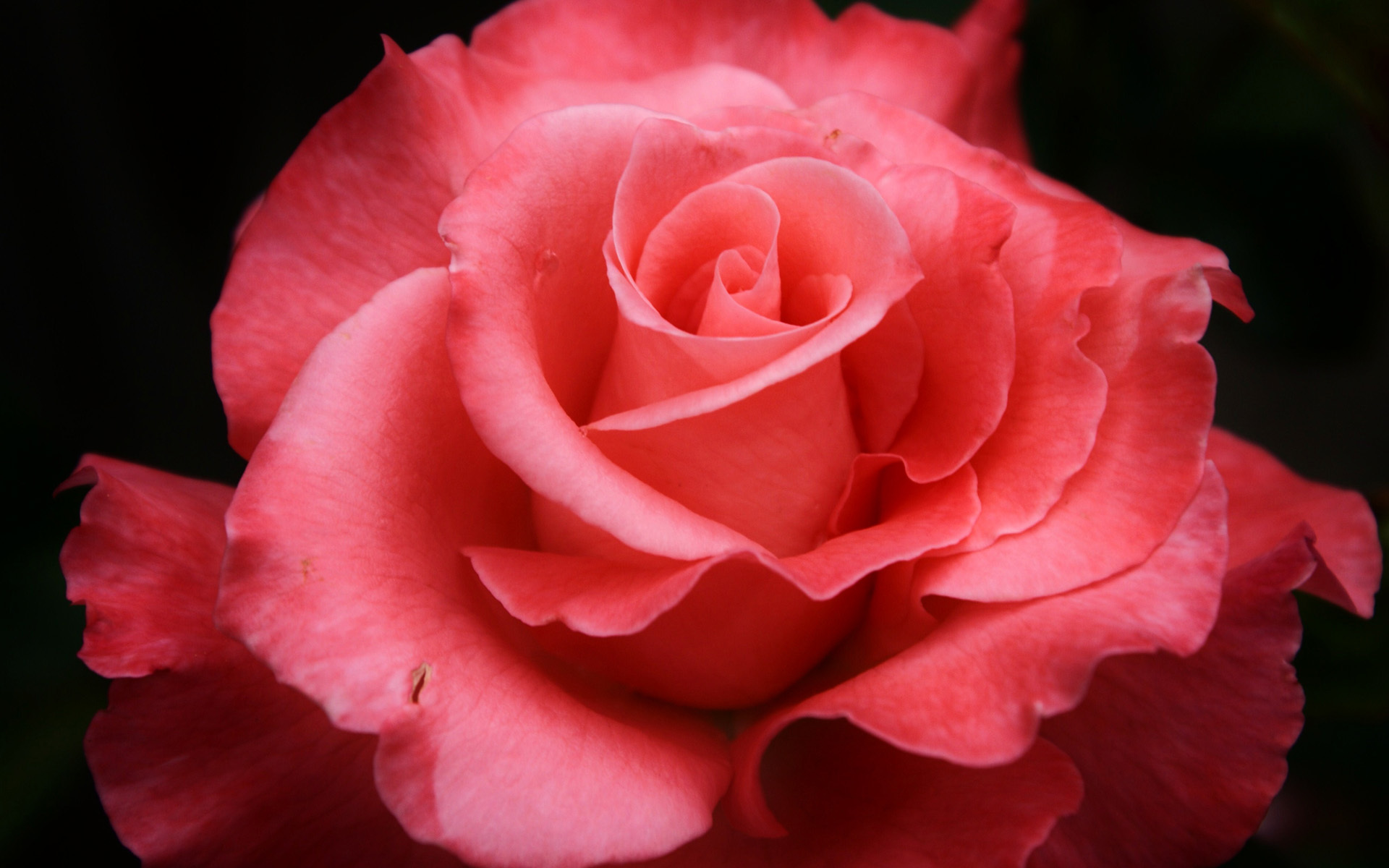 red rose live wallpaper free download,flower,garden roses,flowering plant,petal,julia child rose