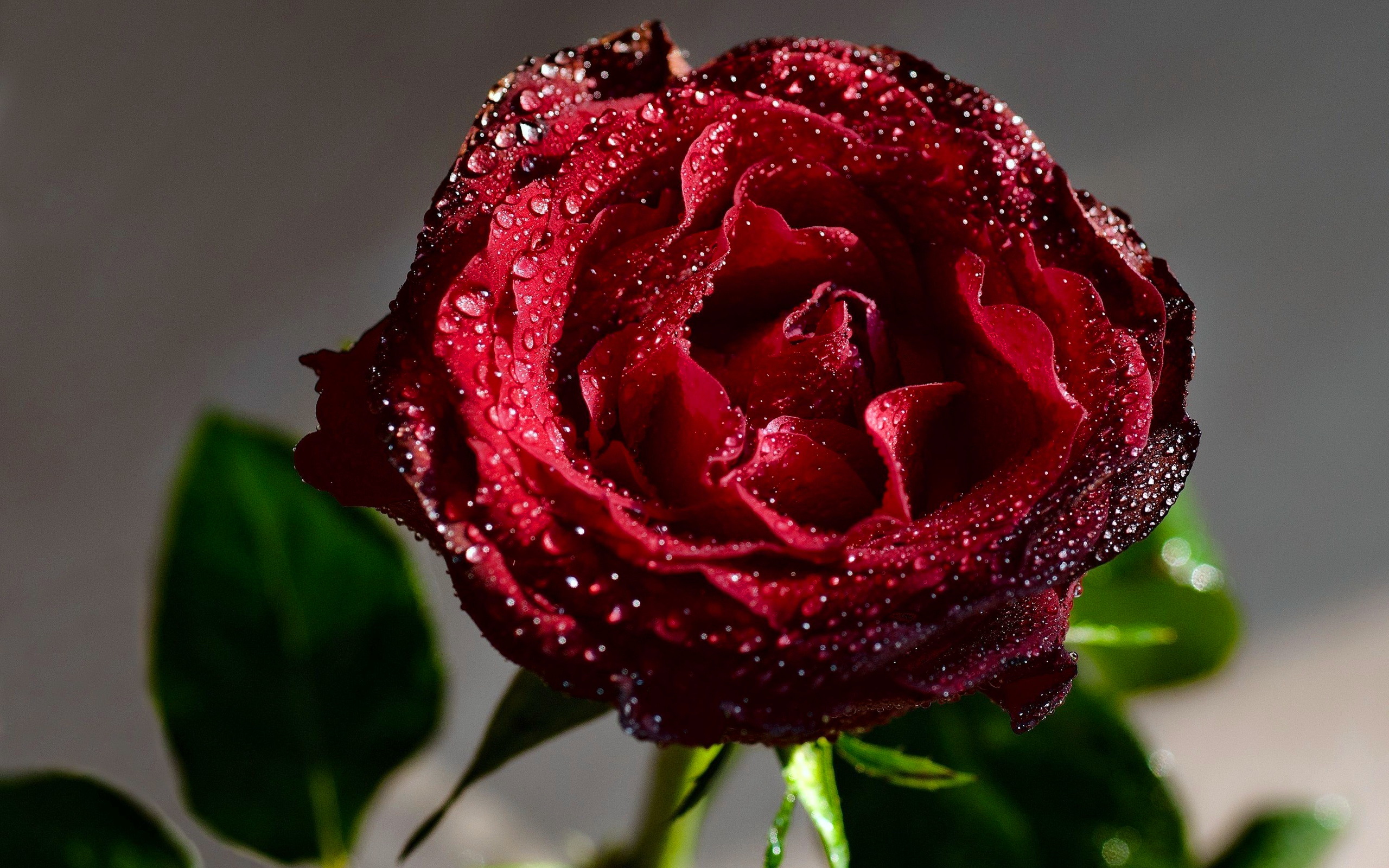 red rose live wallpaper download gratuito,fiore,pianta fiorita,rose da giardino,rosso,rosa